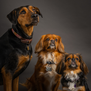 Fundraising Page: Dana Prince